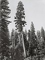 Red Fir before cutting in the Lassen National Forest, November 1943 - from, Tree Identification - Fir- Red - DPLA - 61a7069791d0cc94d24b0e72000247c8 (cropped).jpg