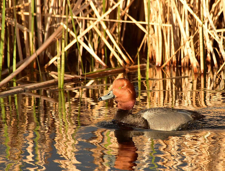 File:Redhead at Seedskadee National Wildlife Refuge (41559026995).jpg