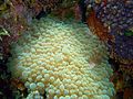 Reef0871 - Flickr - NOAA Photo Library.jpg