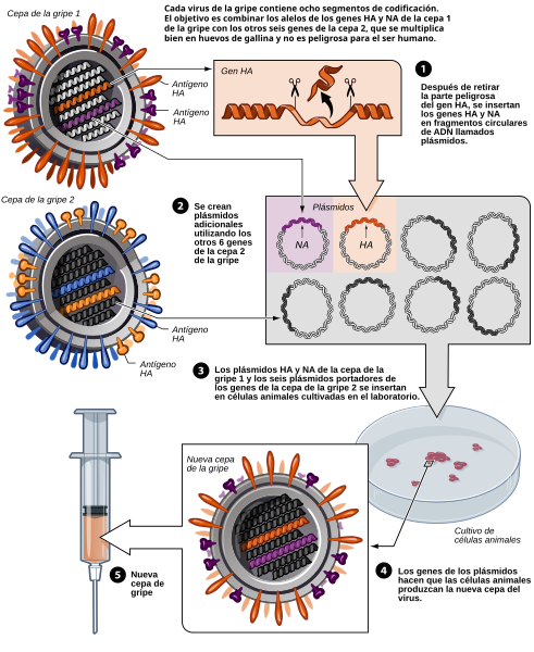 File:ReverseGeneticsFlues.svg