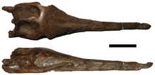 Referred specimen Rhacheosaurus.png