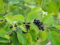 Fruit; near Erkenbrechtsweiler, Germany