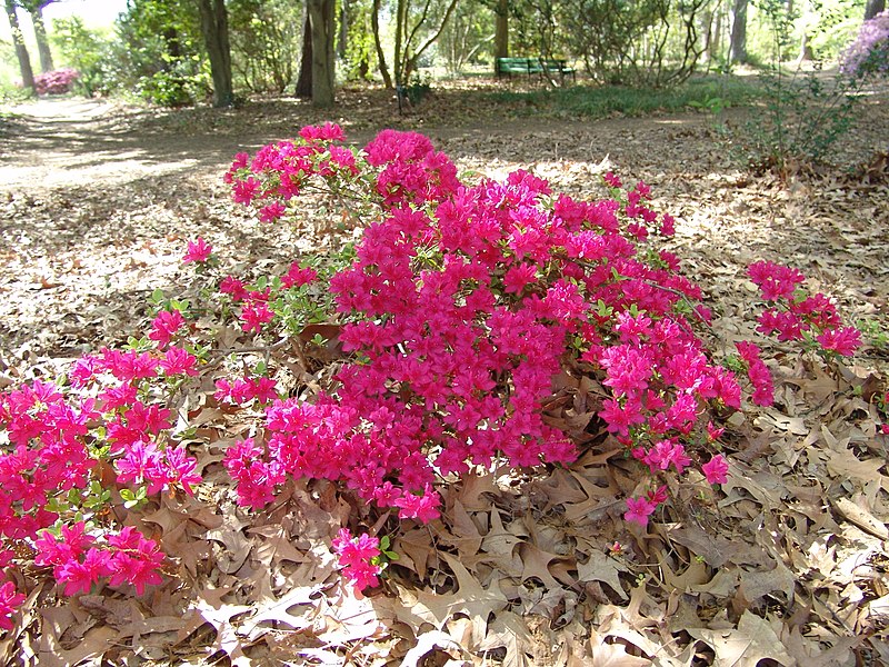 File:Rhododendron Autumn Sundance (3455826677).jpg