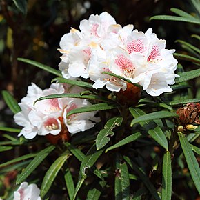 Descrierea imaginii Rhododendron roxieanum-IMG 6698.JPG.