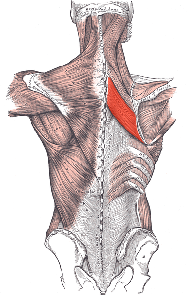 صورة:Rhomboideus major.png