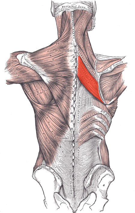 Rhomboideus major.png