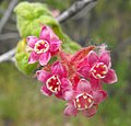 Ribes malvaceum var. malvaceum