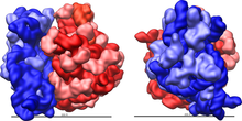 Ribosome shape.png