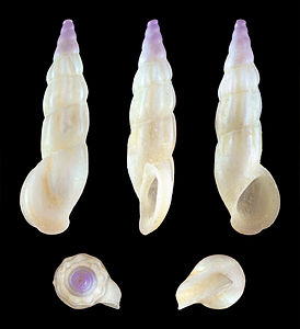 Rissoa auriscalpium