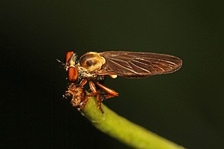 <i>Holcocephala abdominalis</i> Species of fly