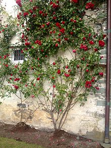 Roses growing along Barony wall Roses growing up Barony wall July 2015.jpg