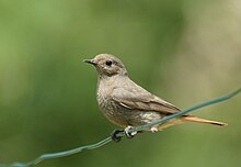 Black Redstart-HAGUE Sylvain.jpg