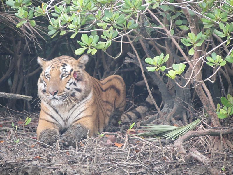 File:Royal Bengal Tiger in Sundarbans National Park.jpg