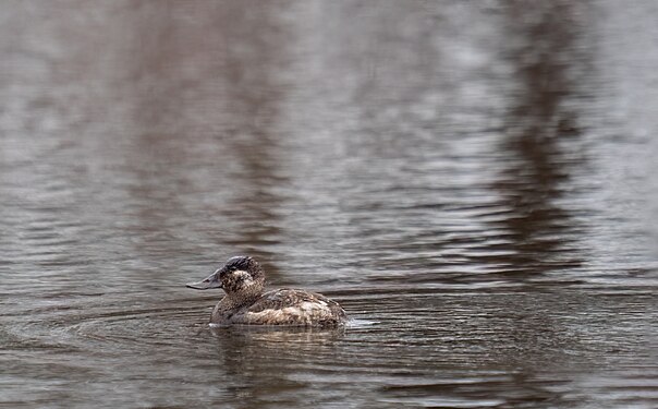 Ruddy duck in Prospect Park