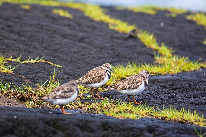 File:Ruddy turnstone (30579760751).jpg