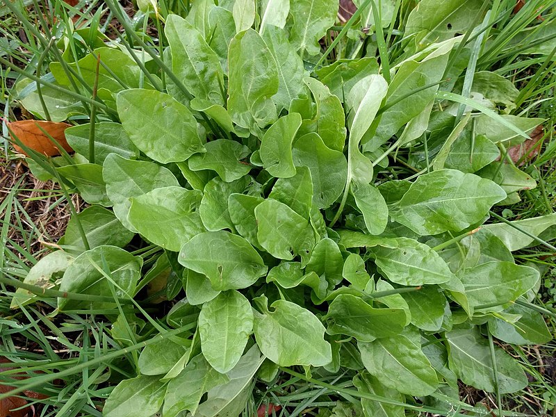 File:Rumex acetosa 109003595.jpg