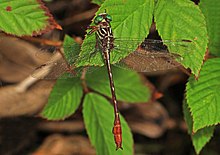 Russet-tipped clubtail, Stylurus plagiatus Russet-tipped Clubtail - Stylurus plagiatus, Leesylvania State Park, Woodbridge, Virginia - 29966519223.jpg