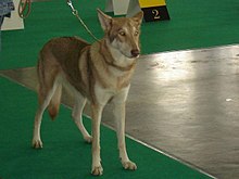 are hierran wolfdog aggressive