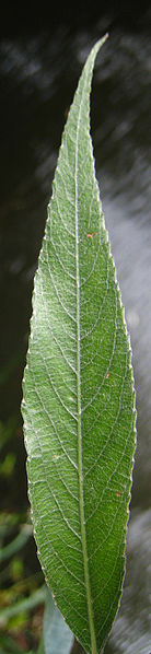 File:Salix alba leaf.jpg