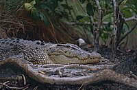 Saltwater Crocodile (Crocodylus porosus)