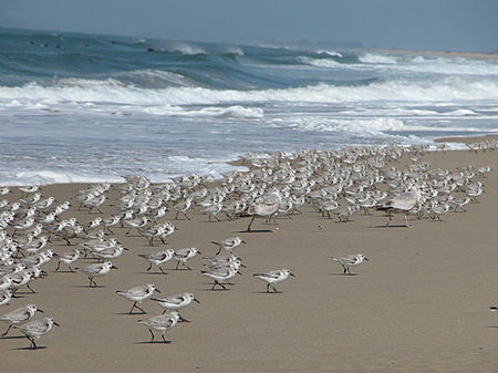 Sanderlings at the Monterey Bay National Marine Sanctuary Sanderlings at Monterey Bay.jpg