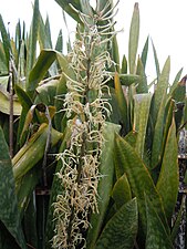 Sansevieria hyacinthoides