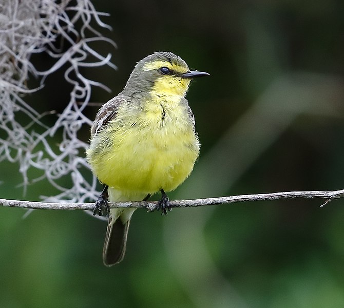 File:Satrapa icterophrys - Yellow-browed tyrant.jpg