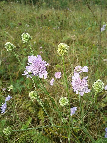 File:Scabiosa canescens sl 2.jpg