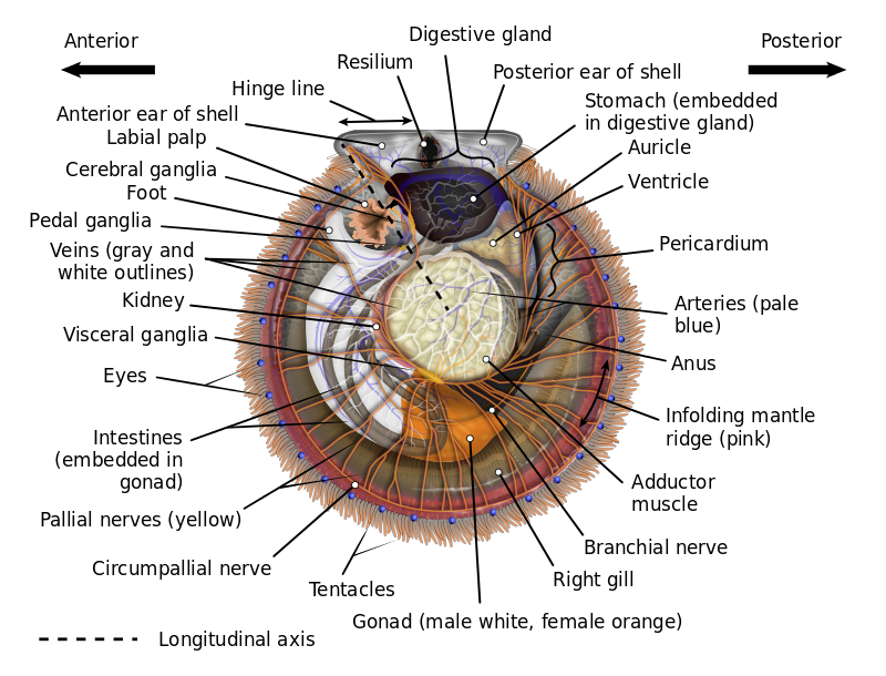 Anatomical diagram of an Atlantic bay scallop with the left (i.e., upper) valve removed; anterior is to the left, posterior to the right