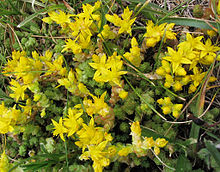 Scharfer Mauerpfeffer Sedum acre 1.jpg