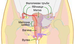 Жена: Езикови употреби, Биология, Култура, пол и полови роли