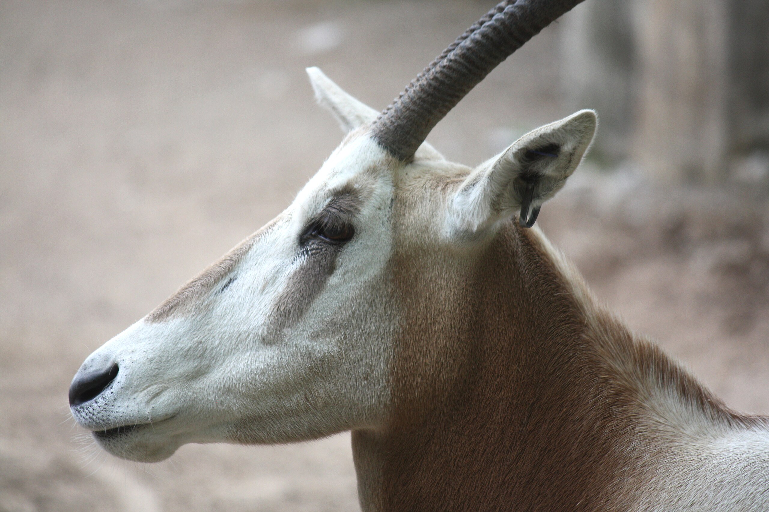 SCIMITAR-HORNED ORYX Size