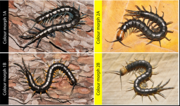 Thumbnail for Scolopendra pinguis