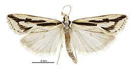 Scoparia valenternota