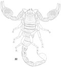 Thumbnail for Scorpiops langxian