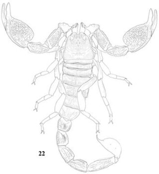 <i>Scorpiops langxian</i> Species of scorpion