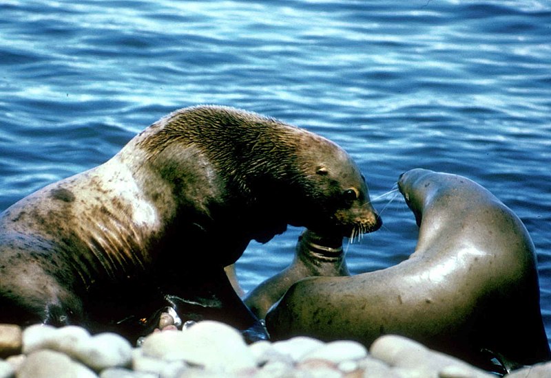 File:Sea lions pair male and female marine mammals.jpg