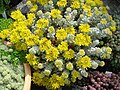 Sedum spathulifolium 'Cape Blanco'