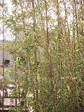 Miniatura per Bambú columna