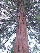 Sequoioideae Secuoya gigante