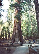 De uitgeholde California Tree in Yosemite National Park