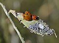 * Nomination Two different sized Seven Spotted-Ladybug (Coccinella septempunctata) eating bean mealybugs/aphids. Taşkent - Konya, Turkey. --Zcebeci 11:25, 28 July 2015 (UTC) * Promotion Good quality -- Spurzem 11:43, 28 July 2015 (UTC)