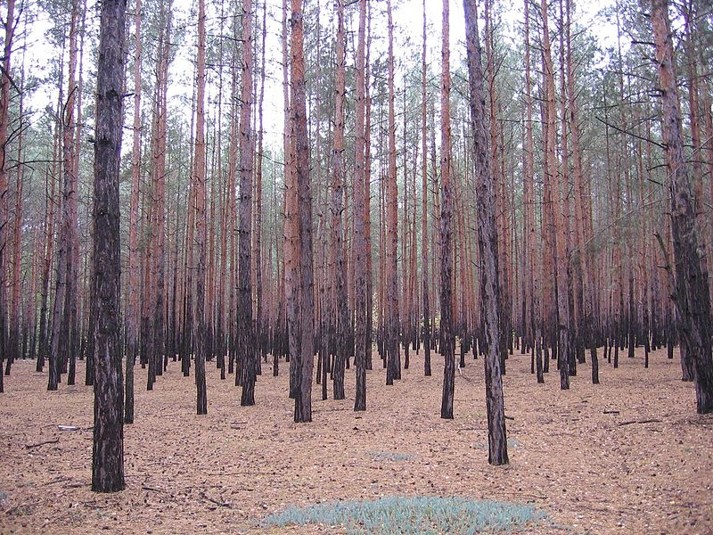 File:Sg forest1.jpg