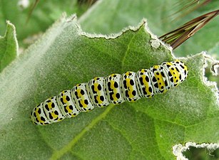 Predatorn, Cucullia verbasci Specialiserad på just kungsljus, Verbascum thapsus