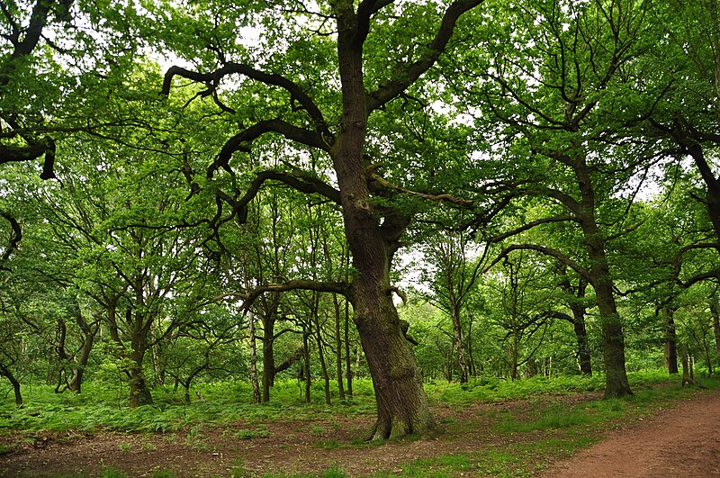 File:Sherwood Forest (9582).jpg