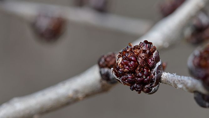 Siberian Elm (Ulmus pumila)