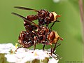 Sicus ferrugineus (Linnaeus, 1760)