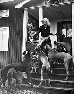 Sigge Stärköl på Mannikhøjden med sine hunde 1955.