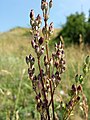 Fruchtendes (weibliches) Individuum