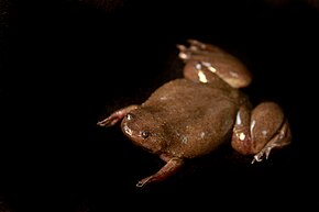 Beschreibung des Bildes Silurana epitropicalis - Cameroon Clawed frog.jpg.